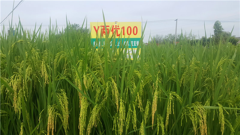 Y100